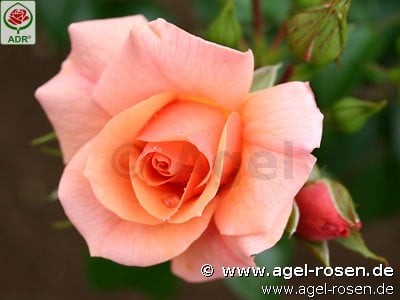 Bild der Rose 'Aprikola' (Beetrose)