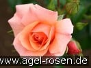 Bild der Rose 'Aprikola' (Beetrose)