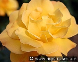 Arthur Bell (Beetrose) Bild der Rose 'Arthur Bell' (Beetrose)