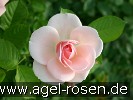 Bild der Rose 'Astrid Lindgren' (Beetrose)