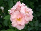 Astrid Lindgren (Beetrose) Bild der Rose 'Astrid Lindgren' (Beetrose)
