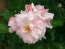Astrid Lindgren (Beetrose) Bild der Rose 'Astrid Lindgren' (Beetrose)