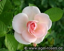 Astrid Lindgren (Beetrose) Bild der Rose 'Astrid Lindgren' (Beetrose)