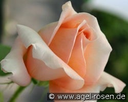 Atlantic Star (Beetrose) Bild der Rose 'Atlantic Star' (Beetrose)