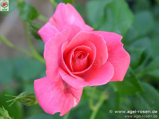 Bild der Rose 'Bad Birnbach' (Beetrose)