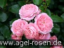 Bild der Rose 'Bailando' (Beetrose)