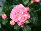 Bailando (Beetrose) Bild der Rose 'Bailando' (Beetrose)