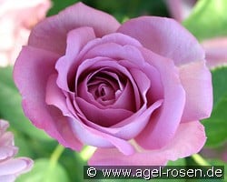 Baltik (Beetrose) Bild der Rose 'Baltik' (Beetrose)
