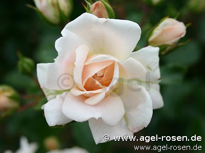 Bild der Rose 'Banquet' (Beetrose)