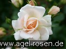 Bild der Rose 'Banquet' (Beetrose)