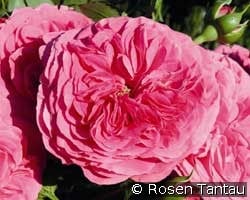 Baronesse (Beetrose) Bild der Rose 'Baronesse' (Beetrose)