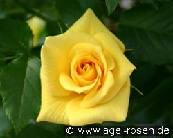 Bayerngold (Beetrose) Bild der Rose 'Bayerngold' (Beetrose)