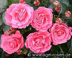 Bella Rosa (Beetrose) Bild der Rose 'Bella Rosa' (Beetrose)