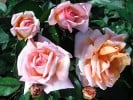 Belle de Seigneur (Beetrose) Bild der Rose 'Belle de Seigneur' (Beetrose)