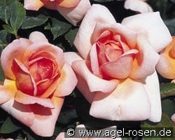 Belle de Seigneur (Beetrose) Bild der Rose 'Belle de Seigneur' (Beetrose)
