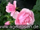 Bild der Rose 'Bernd Weigel Rose' (Beetrose)