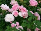 Bernd Weigel Rose (Beetrose) Bild der Rose 'Bernd Weigel Rose' (Beetrose)