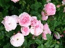 Bernd Weigel Rose (Beetrose) Bild der Rose 'Bernd Weigel Rose' (Beetrose)