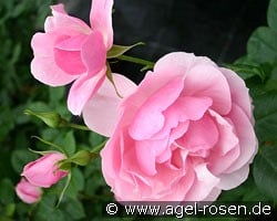 Bernd Weigel Rose (Beetrose) Bild der Rose 'Bernd Weigel Rose' (Beetrose)
