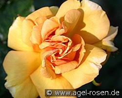 Bernstein (Beetrose) Bild der Rose 'Bernstein' (Beetrose)