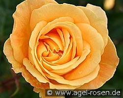 Bernstein Rose (Beetrose) Bild der Rose 'Bernstein Rose' (Beetrose)