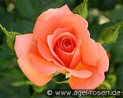 Betty Harkness (Beetrose) Bild der Rose 'Betty Harkness' (Beetrose)