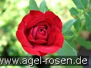 Bild der Rose 'Blickfang' (Beetrose)