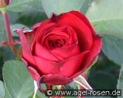 Blickfang (Beetrose) Bild der Rose 'Blickfang' (Beetrose)