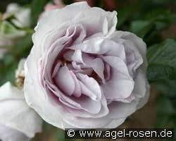 Blue Bajou (Beetrose) Bild der Rose 'Blue Bajou' (Beetrose)