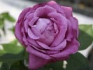 Blue Parfum (Beetrose) Bild der Rose 'Blue Parfum' (Beetrose)
