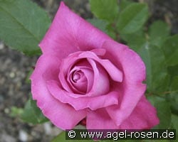 Blue Parfum (Beetrose) Bild der Rose 'Blue Parfum' (Beetrose)