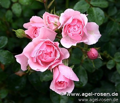 Bonica 82 (Beetrose) Bild der Rose 'Bonica 82' (Beetrose)