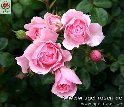 Bild der Rose 'Bonica 82' (Beetrose)