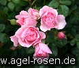 Bild der Rose 'Bonica 82' (Beetrose)