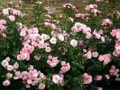 Bonica 82 (Beetrose) Bild der Rose 'Bonica 82' (Beetrose)