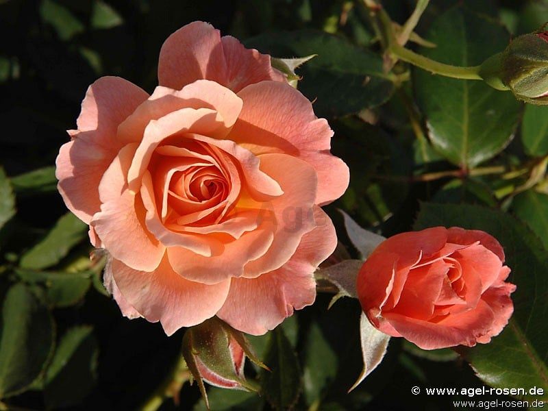 Bordure Abricot (Beetrose) Bild der Rose 'Bordure Abricot' (Beetrose)