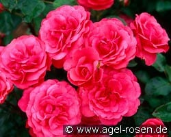 Bordure Magenta (Beetrose) Bild der Rose 'Bordure Magenta' (Beetrose)