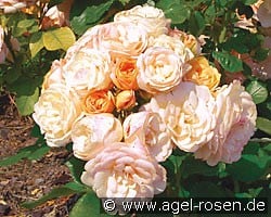Bordure Nacrée (Beetrose) Bild der Rose 'Bordure Nacrée' (Beetrose)