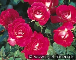 Bordure Vive (Beetrose) Bild der Rose 'Bordure Vive' (Beetrose)