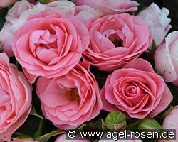 Bouquet de Mariée (Beetrose) Bild der Rose 'Bouquet de Mariée' (Beetrose)