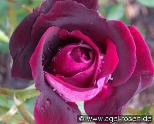 Burgundy Iceberg (Beetrose) Bild der Rose 'Burgundy Iceberg' (Beetrose)
