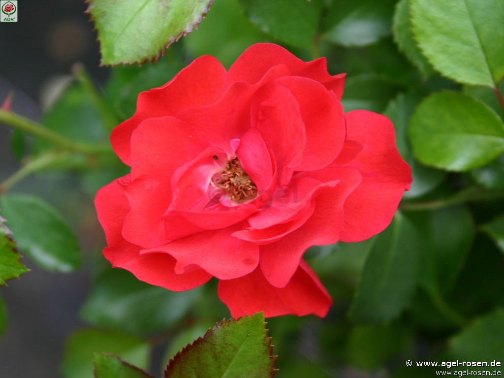 Bild der Rose 'Canzonetta' (Beetrose)