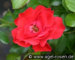 Canzonetta (Beetrose) Bild der Rose 'Canzonetta' (Beetrose)