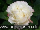 Bild der Rose 'Carmagnole' (Beetrose)