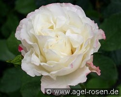 Carmagnole (Beetrose) Bild der Rose 'Carmagnole' (Beetrose)