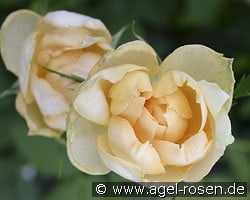 Casanova (Beetrose) Bild der Rose 'Casanova' (Beetrose)