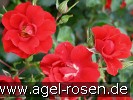 Bild der Rose 'Cassandra' (Beetrose)