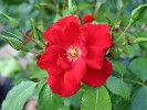 Cassandra (Beetrose) Bild der Rose 'Cassandra' (Beetrose)