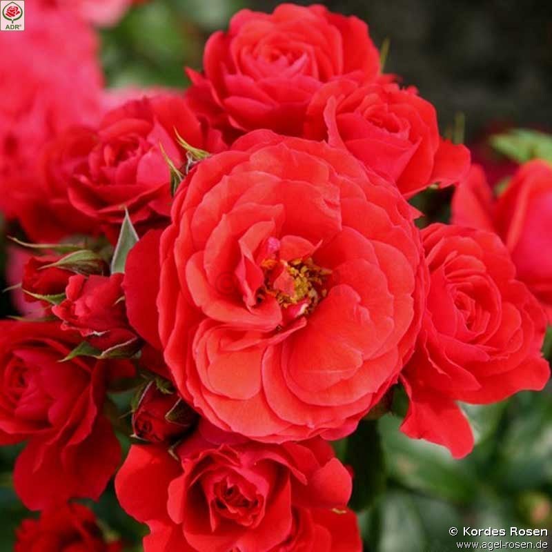 Bild der Rose 'Cherry Girl' (Beetrose)