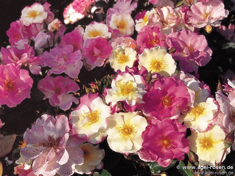 Bild der Rose 'Citron Fraise' (Beetrose)